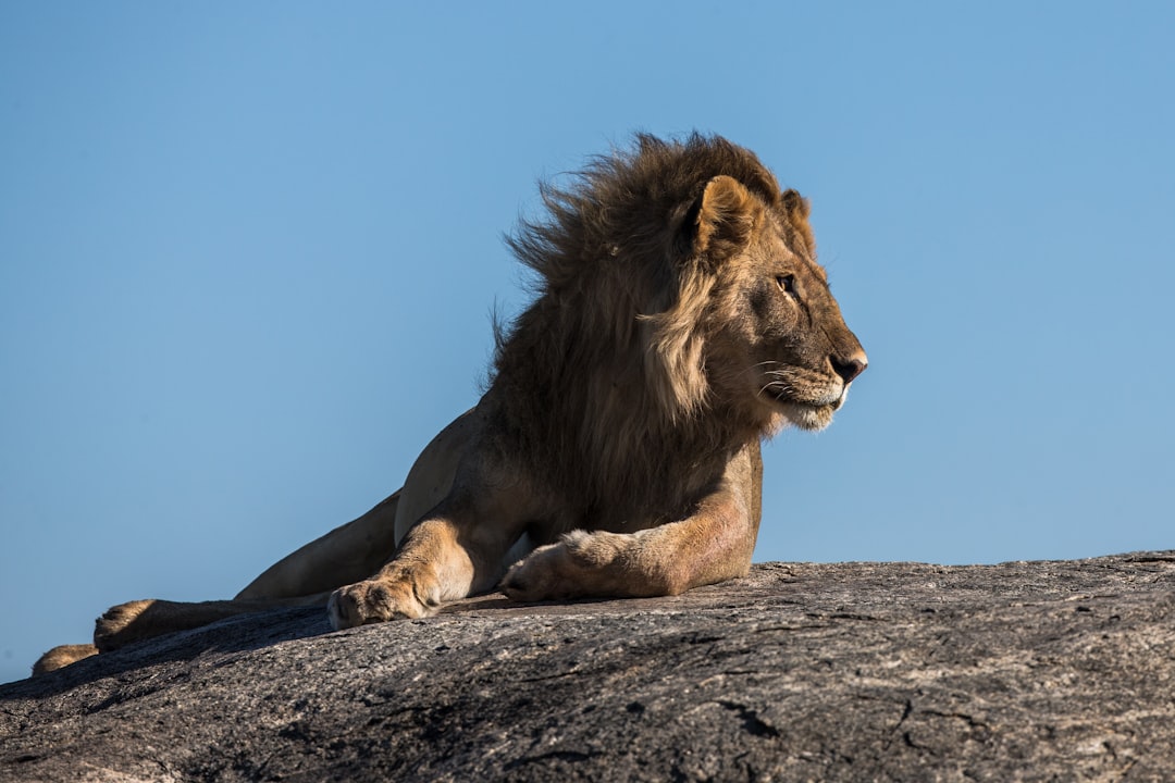 Unleashing the Power of Leos: How to Embrace Your Inner Lion